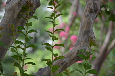 Close-up of leaves on tree trunk