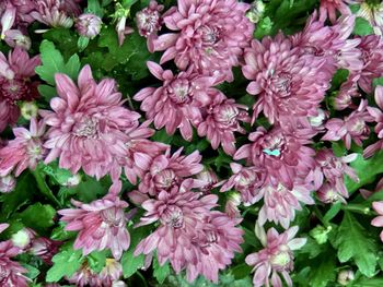 Close-up of pink flowering plants