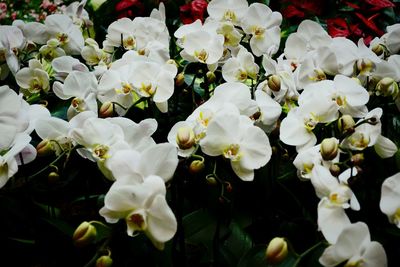 Close-up of white flower