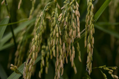 Close-up of wheat growing on farm