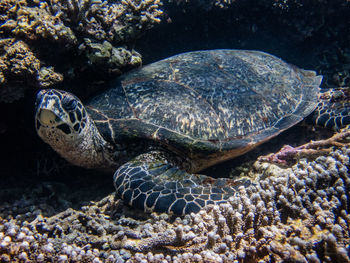 Close-up of turtle swimming in sea