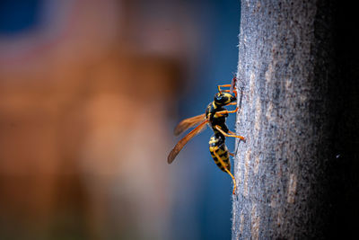 Close-up of insect