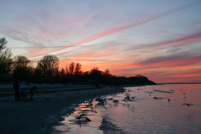 Scenic view of swans on the beach against sky during sunset