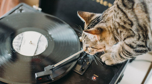 Close-up of cat with turntable