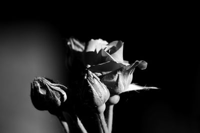 Close-up of wilted rose against black background