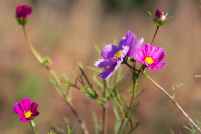 Close-up of pink cosmos flowers