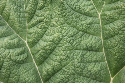 Full frame shot of leaf