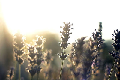 Close-up of fresh plants against clear sky