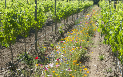 Flowers growing on field