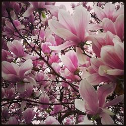 Close-up of pink flowers