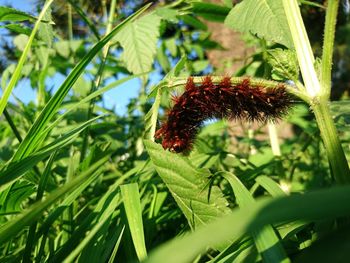 Close-up of insect on plant