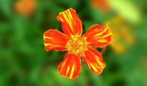 Close-up of yellow flower