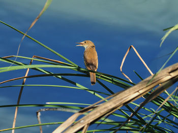 Low angle view of bird perching on branch against sky