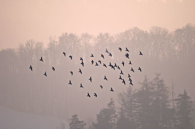 Silhouette birds flying against sky during sunset