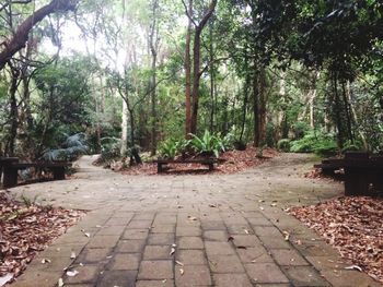 Trees growing in park