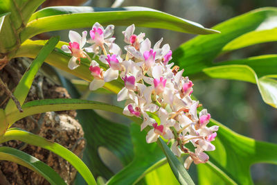 Close-up of pink flowers blooming outdoors