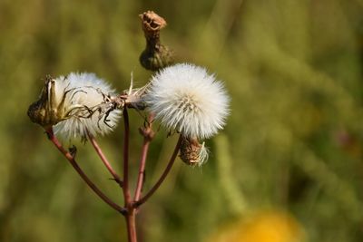 Close-up of wilted dandelion flower