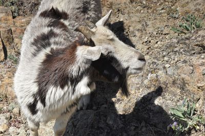 Close-up of zebra standing on field