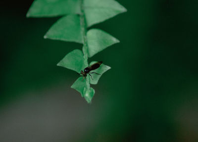 Close-up of green leaves on plant