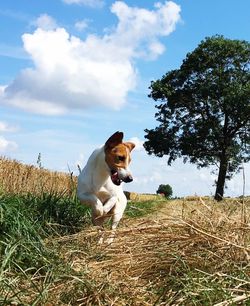 Dog sitting on field against sky