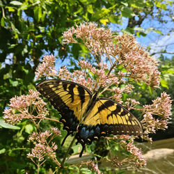 Butterfly pollinating on flower
