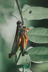 Close-up of butterfly