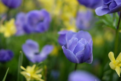 Close-up of purple crocus blooming outdoors