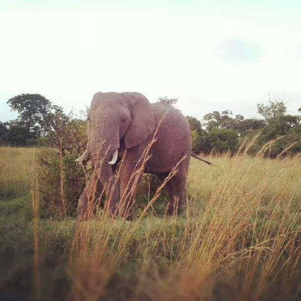 animal themes, mammal, grass, field, animals in the wild, wildlife, safari animals, one animal, grassy, herbivorous, nature, standing, tree, livestock, landscape, elephant, young animal, sky, two animals, plant