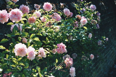 Close-up of pink flowers blooming outdoors