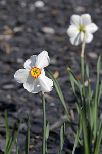 Close-up of white flowers