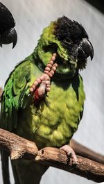 Close-up of parrot perching on tree