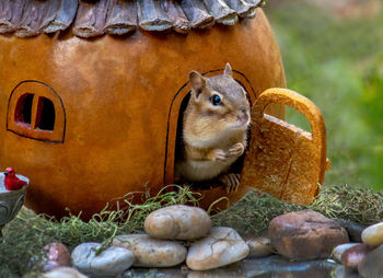 Chipmunk stands in the doorway of her little gourd home, waiting for some company