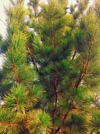 Low angle view of palm tree