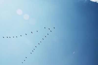 Low angle view of birds flying in sky