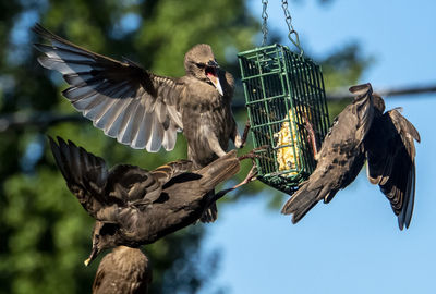 Flapping around the feeder.