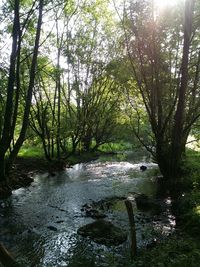 Trees in forest