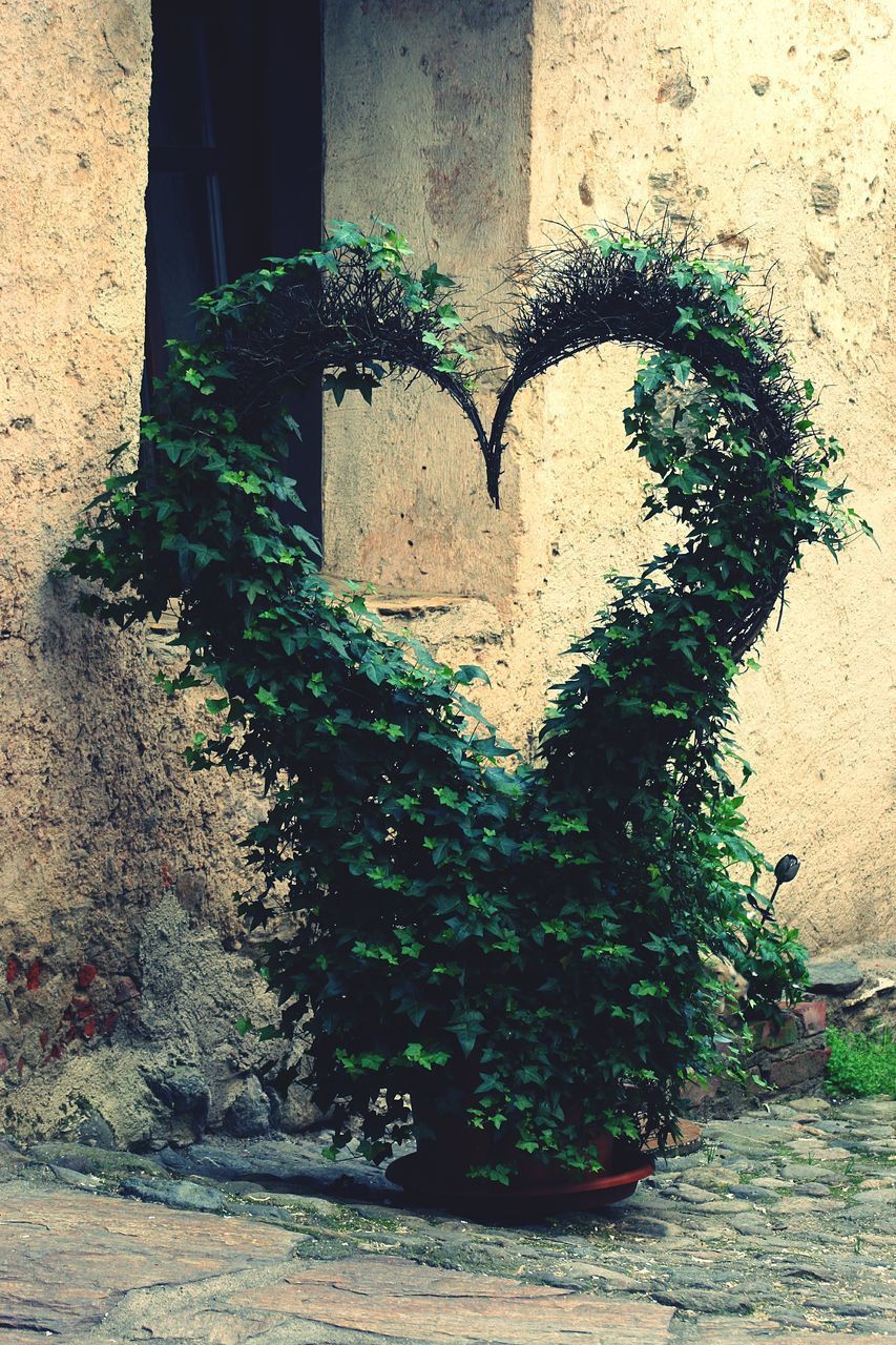 HEART SHAPE WITH IVY ON TREE