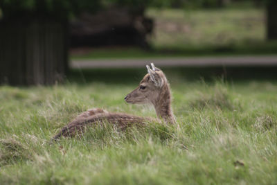 Squirrel on a field