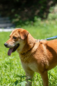 Close-up of a dog on field