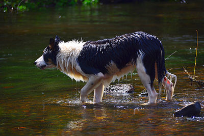 Side view of a dog drinking water