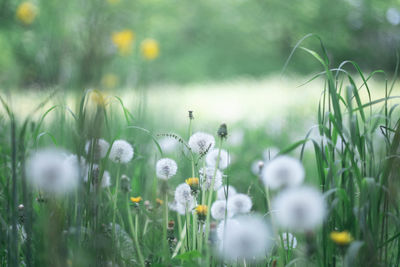 Close-up of white flowering plants on field