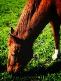 Horse in a field