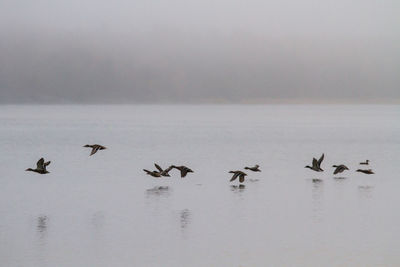 Birds in sea