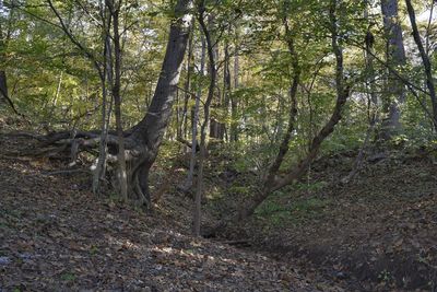 Trees in forest