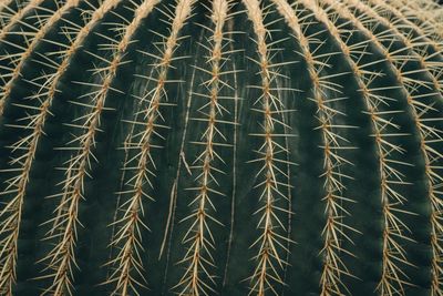 Full frame shot of cactus plant