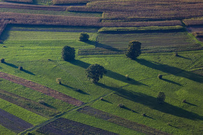 High angle view of agricultural field