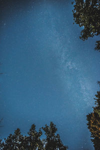 Low angle view of trees against sky at night