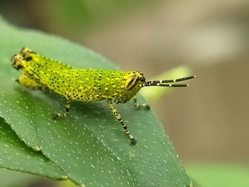 Close-up of insect on leaf