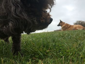 Side view of a dog on field