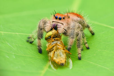 Close-up of spider on leaf